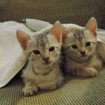 Cowie kittens